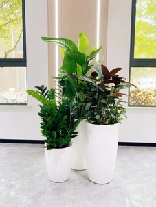 宁波江北花木租赁